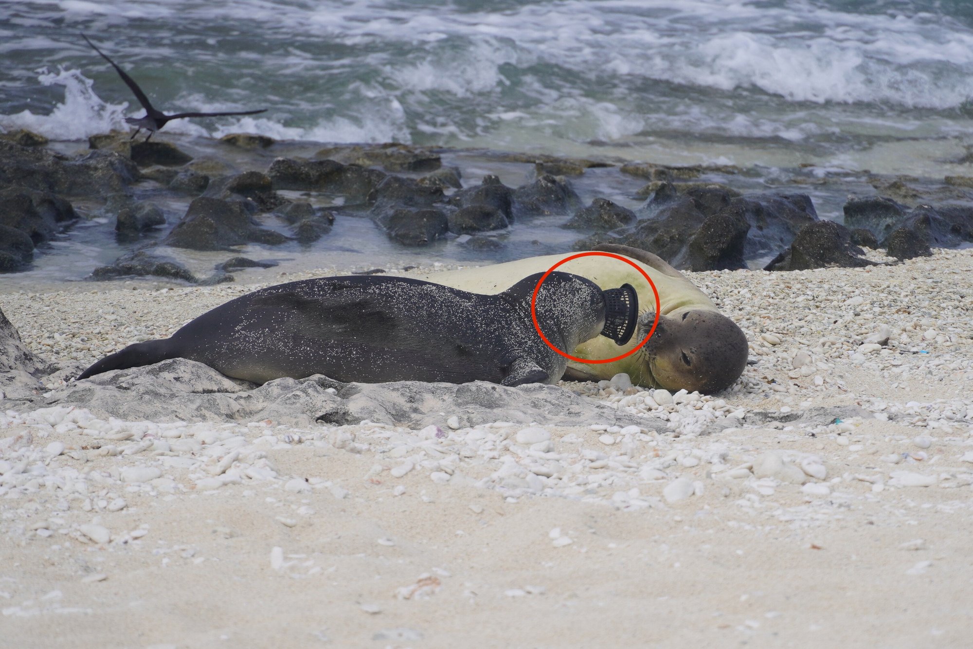 Pup NOAA Laysan  2024 e NMFS Permit # 22677 (1)